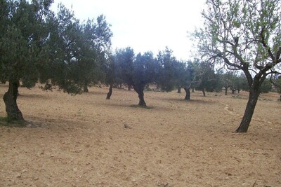 A vendre Terrain agricole a hammamet