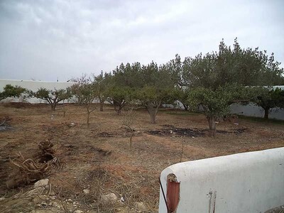 field rimi hammamet