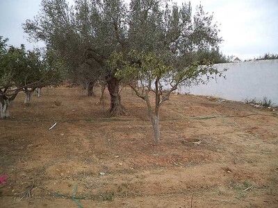 FIELD VIBO 2 South hammamet