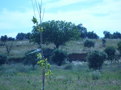 vend terrain agricole 4 à Beni Michkel Korba