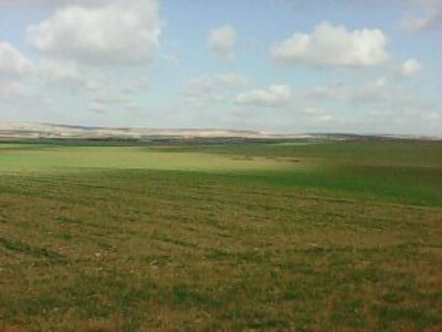 Hannah has zaghouan 3000 olive trees