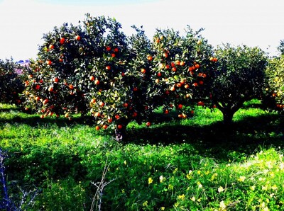 bouaregoub coté lycéé