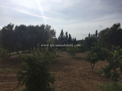 Ferme PALM  Borj Hfaiedh REF