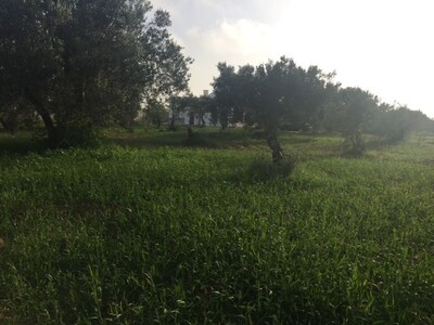 TERRAIN BESBESIA AGENCE IMMOBILIERE JALEL MRAD