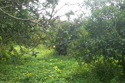 AV El Houche VT297