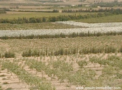 Farm in Tebourba in the Manouba