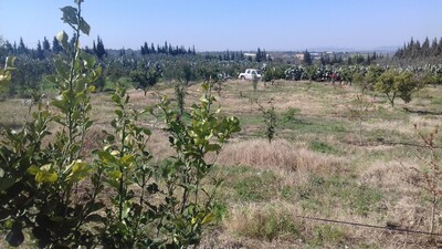 Terrain agricole productif à Borj Hfayedh