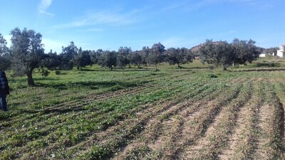 Deux lots de terrains à vendre à El Monchar Hammamet