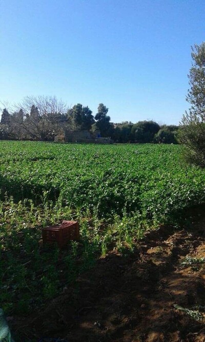 terrain agricole agence immobiliere mrad