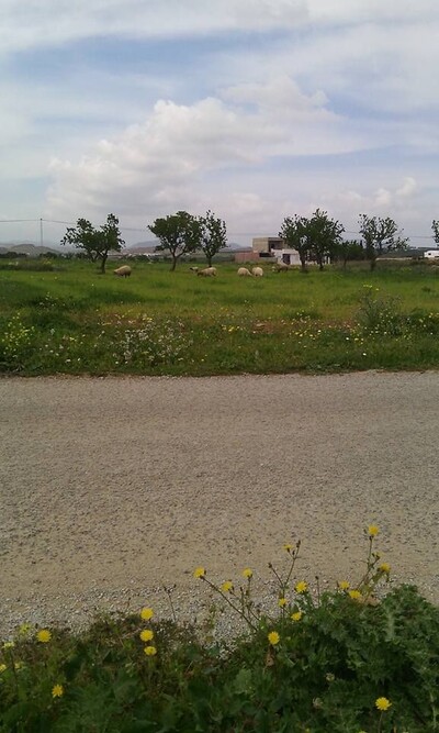 terrain sur la route pas loin de hammamet sud affaire
