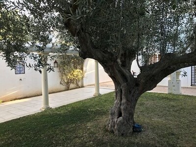 Villa AMINA Hammamet no