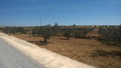 Terrain avec 460 oliviers à sidi said