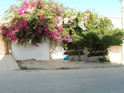 Villa Bougainvilliers VV: 227