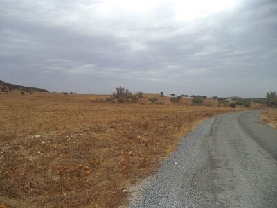 32 hectares on the road to 15MD hect