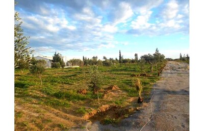 Field in Hammamet from 300 m