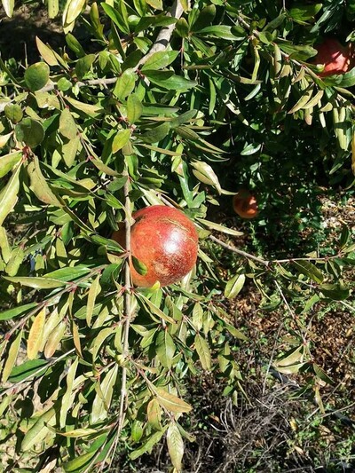 ferme pour quatre saisons 6800m