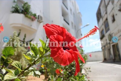 Appartement à louer Réf : 583LA