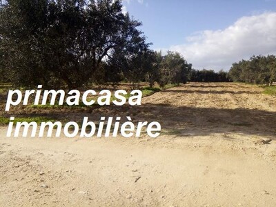 Terrain Mehdi bessbassia