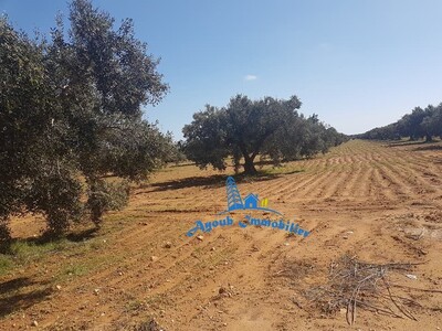Ferme Sidi Mtir Hammamet