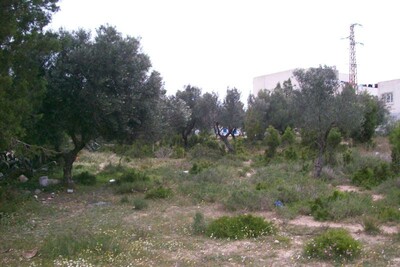 Terrain El machmoum VT : 358