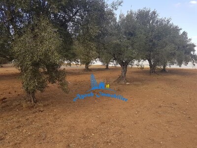 majid ground zone calypso