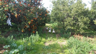 TERRAIN BENI KHALLED REF