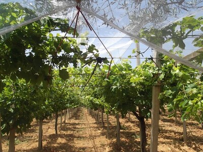 FARM A DAR ALLOUCHE REF