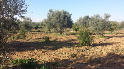 Terrain agricole à Friguia
