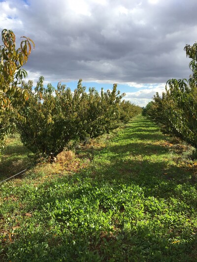 TERRAIN AGRICOLE 2 HA ARBORE ET CLOTURE A TUNIS OUEST