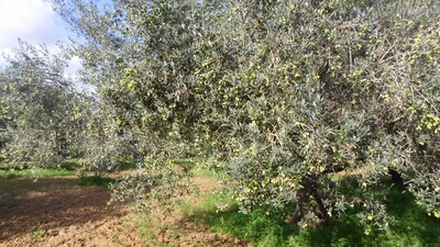 TERRAIN AGRICOLE A DAR ALLOUCHE REF