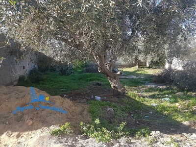 Field Mahrssi Nabeul
