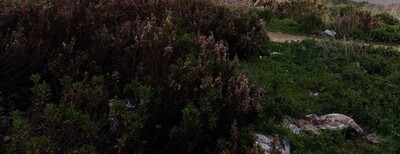 Réf 3032:Un terrain titré et constructible à Manzel Jmil Bizerte