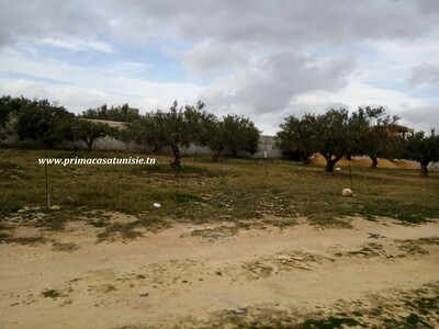 Terrain Ghozlen à Hammamet Nord