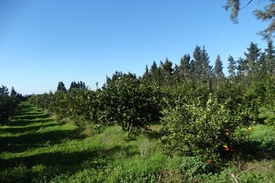 FERME NOOR  Bni Khiar  REF