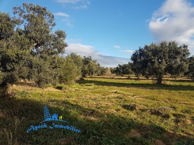 Terrain Besbesiya 10 hammamet sud