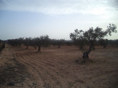 field of 5776 av in South hammamet