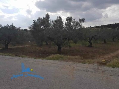 Terrain Sameh Hammamet