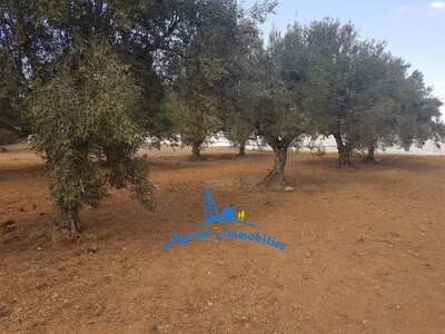 Terrain Majide Hammamet