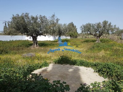 Field Gofrane area theatre Hammamet AV