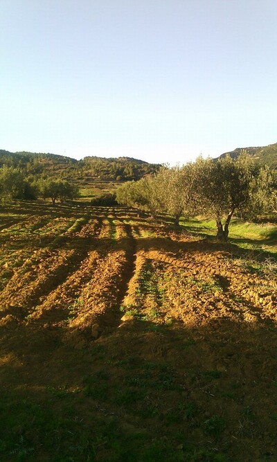 5 hectares zitoune av à hammamet