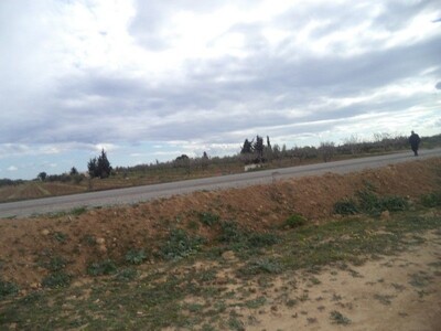 ne pas rater 5 hectares zitoune à bouficha