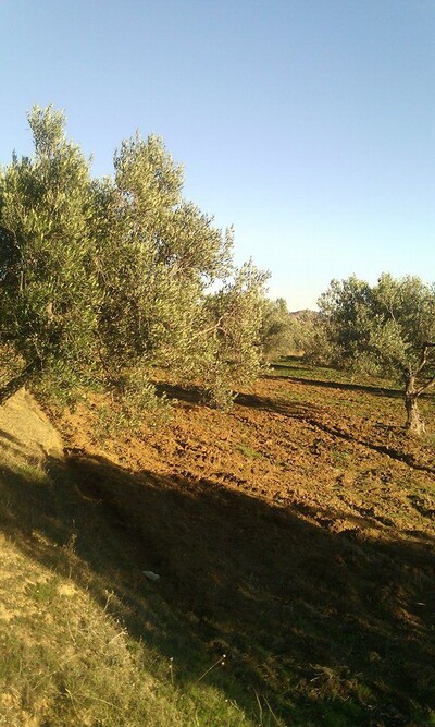 av 5 hectares oliviers titre bleu à hammamet