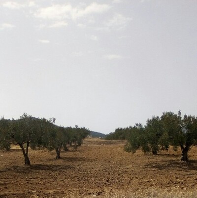 hectare+50 zitouna à hammamet forsssaaa