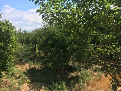 Ferme Les Bougainvilliers