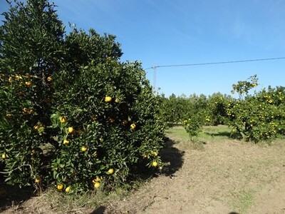 FERME EL GOBBA Manzel bouzalfa nabeul