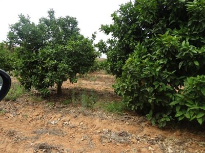 Ferme GHARDEYA SOMAA NABEUL