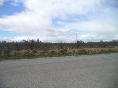 ne pas rater 4 hectares oliviers sur la route à bouficha