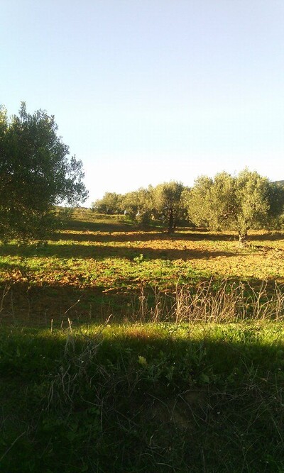 5 hectares titre bleu à hammamet