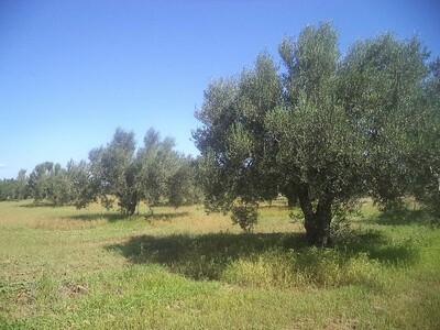 4 hectares +390 zitouna à bouficha