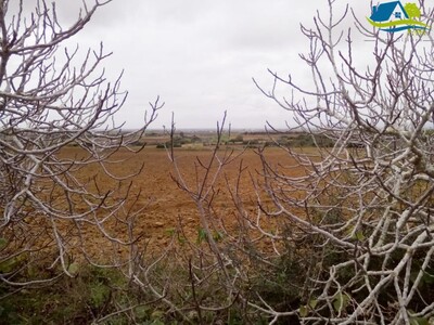 terrain de 15000 m² à kélibia